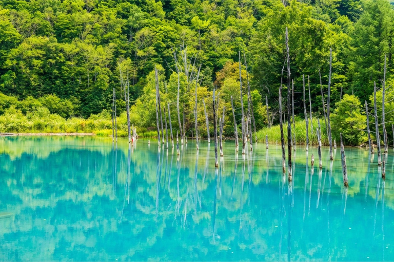 Summer Hokkaido: Furano lavender, Blue Pond,Shikisai-no-Oka 7:50 am meet at Odori Park subway station exit 31
