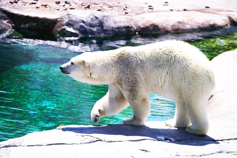 Hokkaido : Zoo d&#039;Asahiyama, chute de Shirahige, journée à la terrasse de Ningle