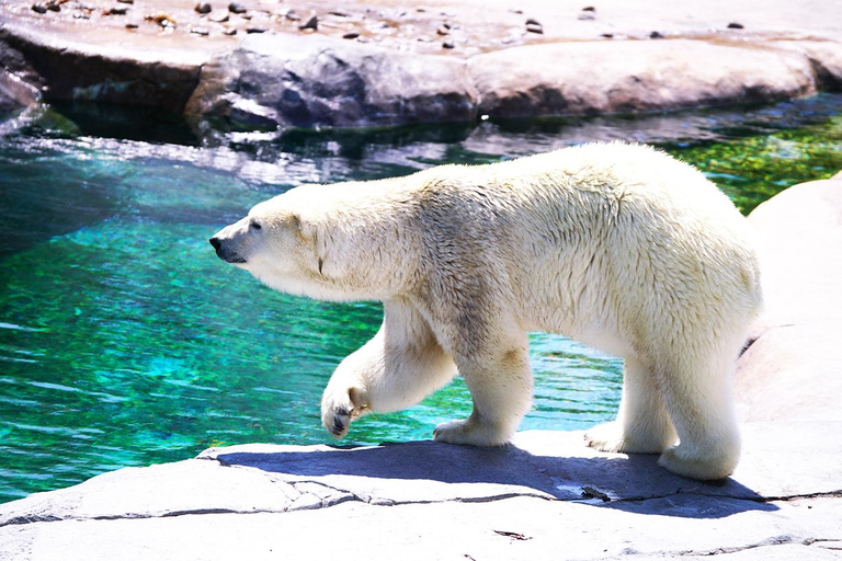 Hokkaido: Zoo Asahiyama, wodospad Shirahige, dzień na tarasie Ningle