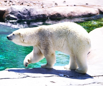 Hokkaido: Viagem de 1 dia ao Jardim Zoológico de Asahiyama, Biei e Ningle Terrace