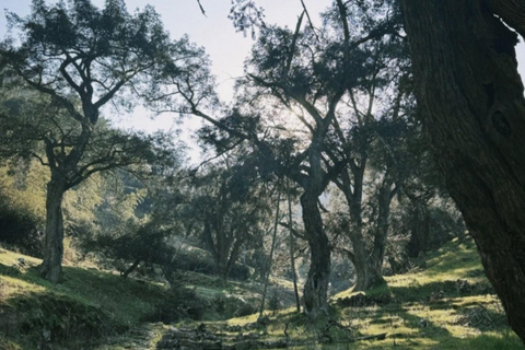 Shanghai: Zoumagang Hike Through Ancient Torreya Forest private tour option