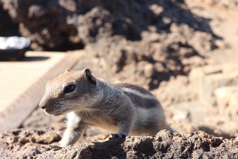 Fuerteventura: Safári Cotillo