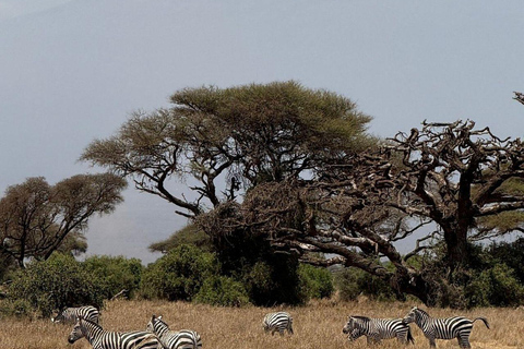 Nairobi: 4 Days epic trip to Amboseli, Tsavo West & East