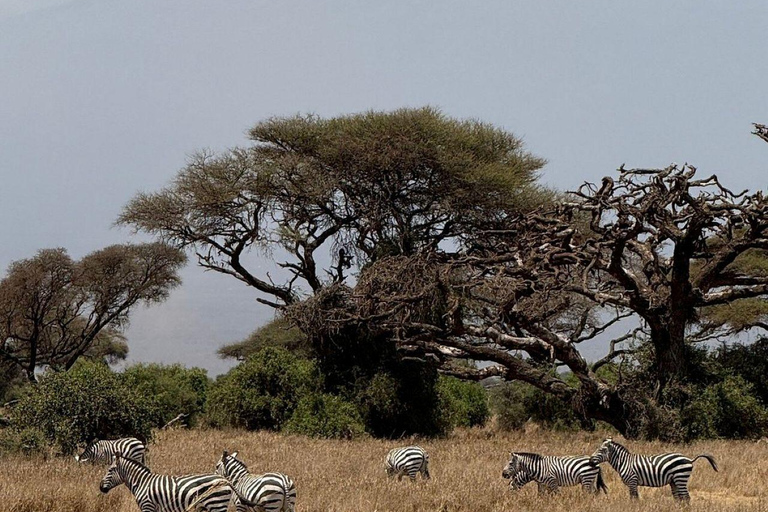 Nairobi: 4 Days epic trip to Amboseli, Tsavo West & East