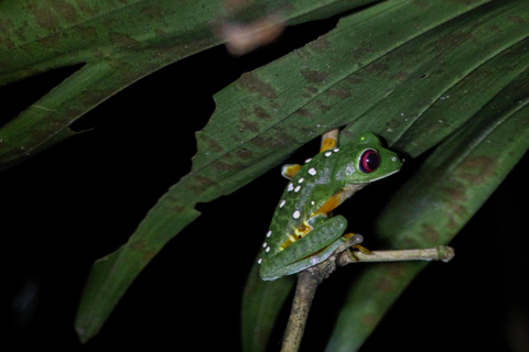 Manuel Antonio Night Jungle TourPrivate Tour