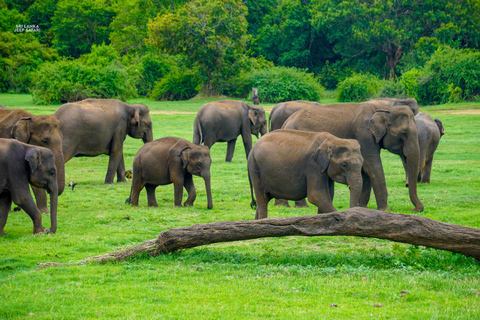 Kaudulla: Safari en elefante al atardecer con vistas impresionantes