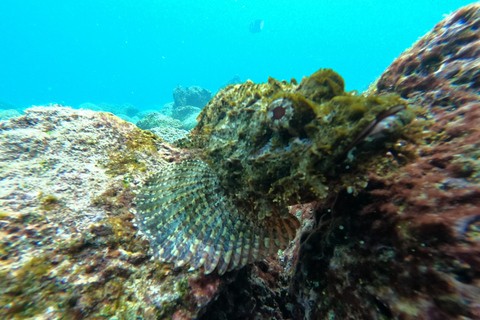 Depuis Puerto Ayora : Pinzón et La Fé - excursion complète de plongée en apnée