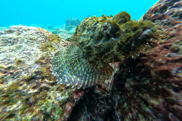 Vanuit Puerto Ayora: Pinzón & La Fé - volledige snorkeltour