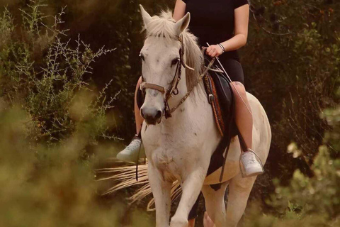 Manavgat/Side: Horse Riding on the Beach and in the Forest