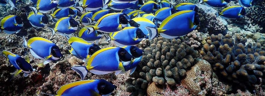 Plongée au lagon bleu, restaurant The Rock, visite de la grotte de Kuza