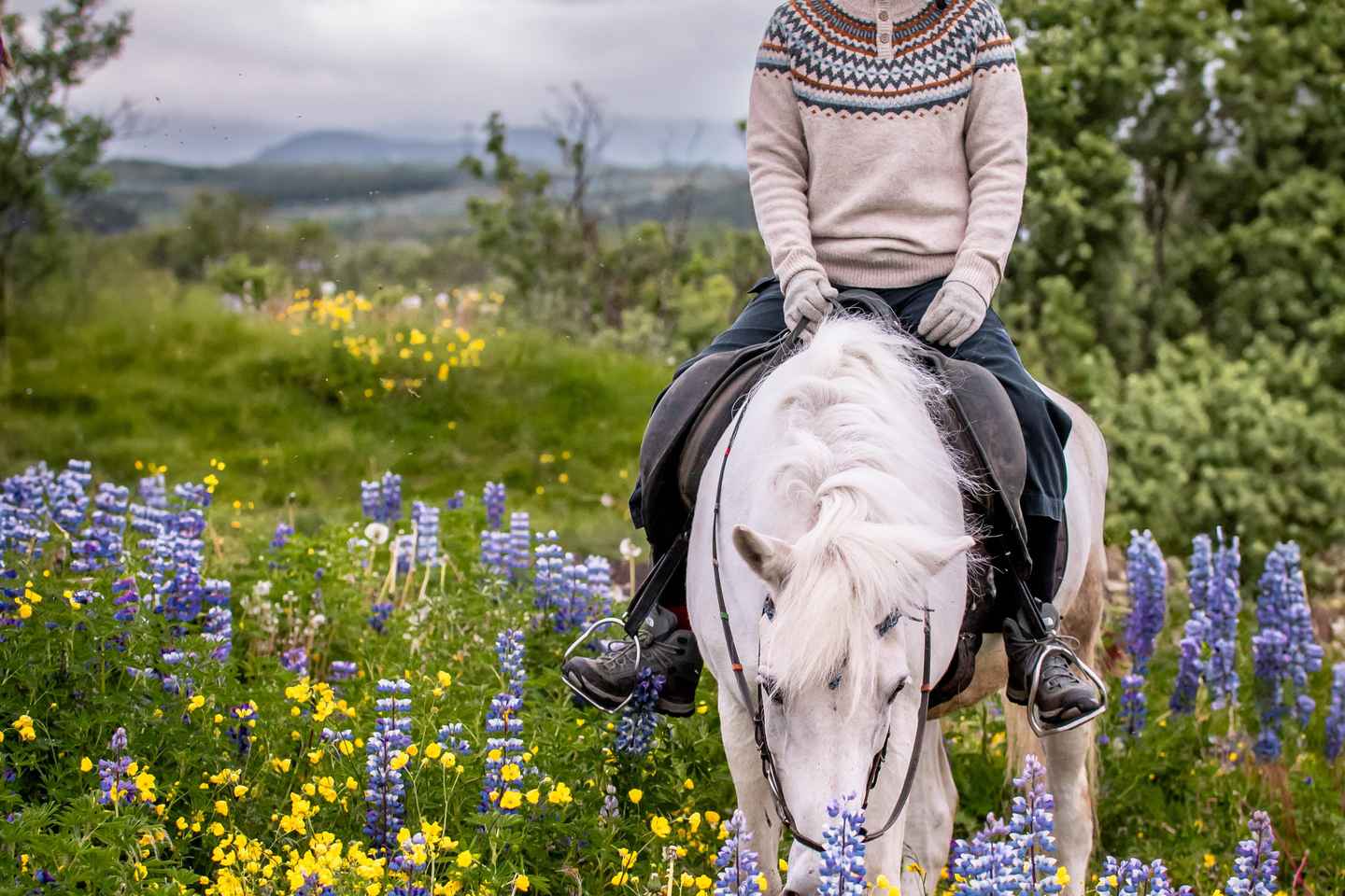 Reykjavik: Small-Group Mjölnir Afternoon Horse Riding Tour