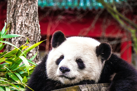 Chengdu: Half-Day Panda Base Tour with Guide Option Panda Base Tickets with Transfer and Tour Guide - Afternoon