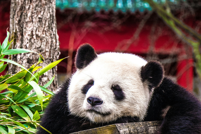 Chengdu: Half-Day Panda Base Tour with Guide Option Panda Base Tickets with Transfer and Tour Guide - Afternoon