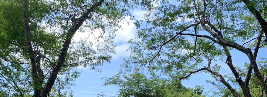 Tamarindo : Faire de la tyrolienne dans la jungle costaricienne