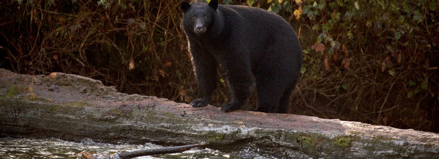 Tofino : tour en bateau pour observer les ours avec un guide nature