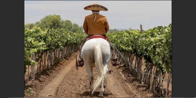 Visit Wine Tour and Horseback Ride in Guanajuato City in Guanajuato