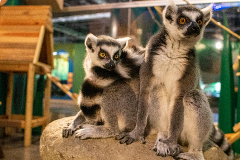 Mexico : billet d'entrée à l'Acuario Michin
