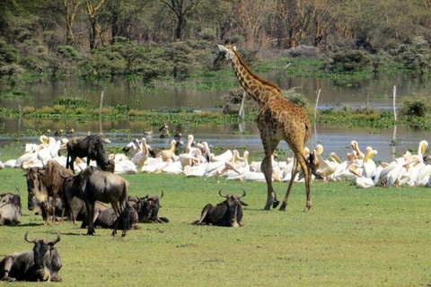 Lake Nakuru & Naivasha National Park Wildlife Highlights