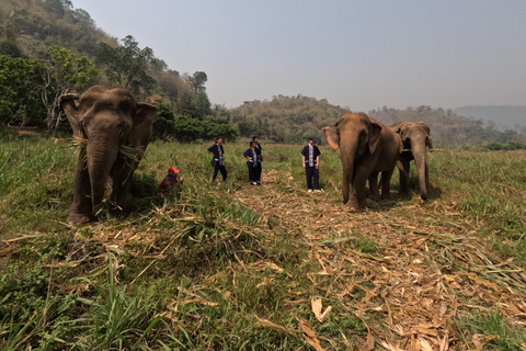 L&#039;essentiel des soins aux éléphants : Santé, bonheur et habitatProgramme de garde d&#039;éléphants d&#039;une demi-journée Matin (8h-13h)