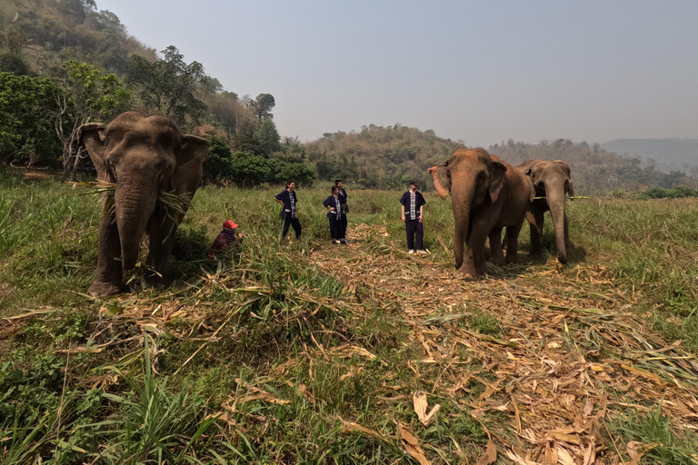 L&#039;essentiel des soins aux éléphants : Santé, bonheur et habitatProgramme de garde d&#039;éléphants d&#039;une demi-journée Matin (8h-13h)