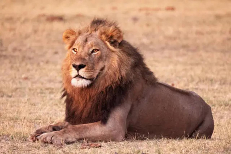 Livingstone: Full-Day Chobe Safari, Boat Cruise & Game Drive