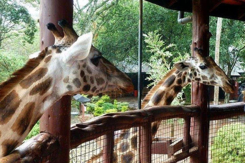 Nairobi:Day tour to Giraffe Center and Karen Blixen Museum