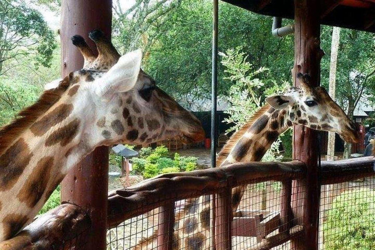 Nairobi:Day tour to Giraffe Center and Karen Blixen Museum
