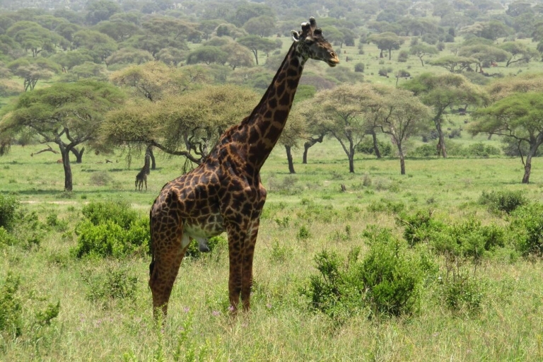 9 jours de safari au Serengeti avec une journée de randonnée au Kilimandjaro