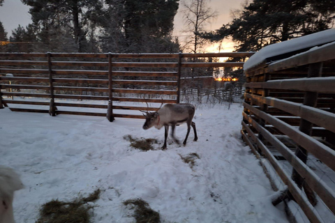 Levi: Meet & Feed Reindeer – Authentic Lapland Experience
