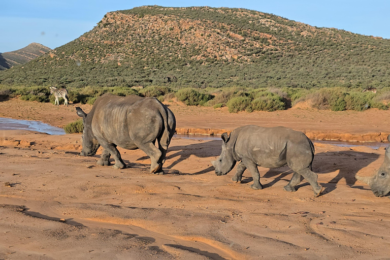 Cape Town: Cruise Passengers sunset Safari & Wine Tour