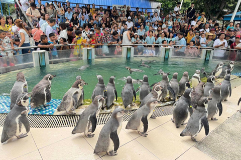 Da Bangkok a Moo Deng: trasferimento privato allo zoo di Khao Kheow