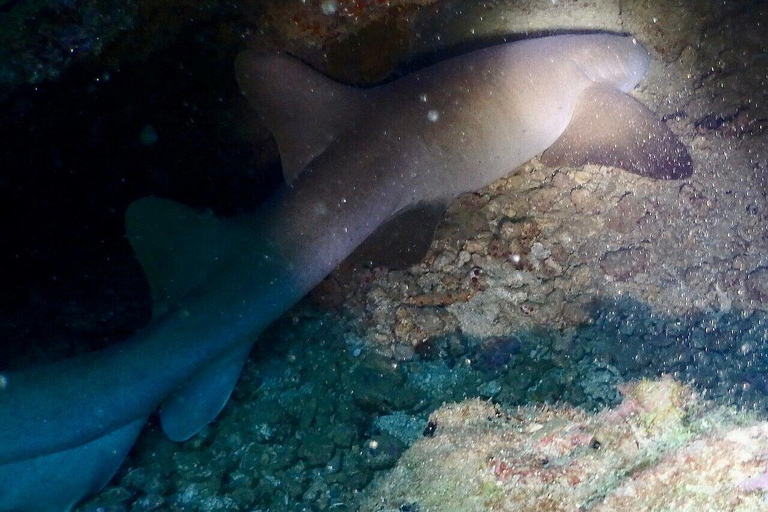 Scuba Diving in Puerto Plata Scuba Dive + Transport