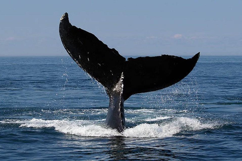 Costa Rica: Tour particular para observação de golfinhos e baleias em Uvita