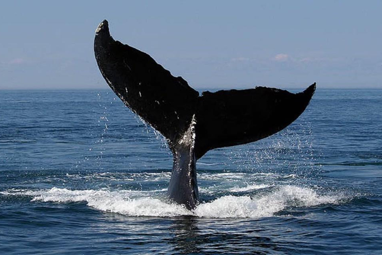 Costa Rica: Tour particular para observação de golfinhos e baleias em Uvita