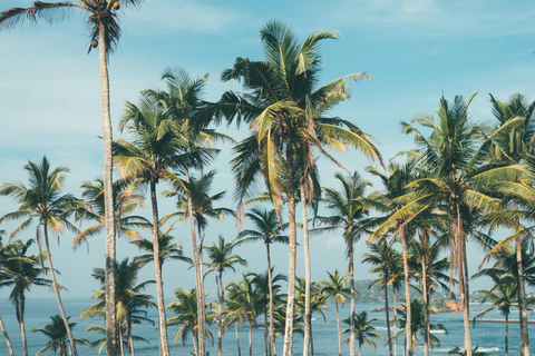 Colombo Galle to Sinharaja Rainforest day tour