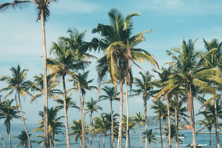 Colombo Galle to Sinharaja Rainforest day tour