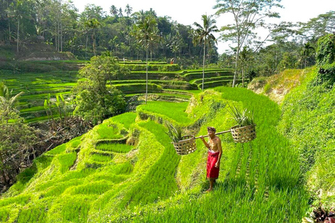 Ubud : Private Tour Waterfalls & Temple With Rice Terrace Private Tour With Spesial Group ( Exluded Entry Ticket )