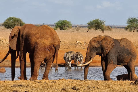 2 Tage nach Tsavo Ost von Mombasa aus