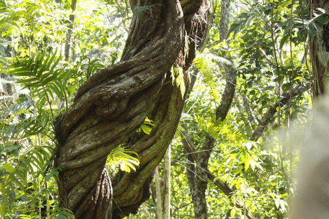 NADI: Wycieczka półdniowa do wioski NalesutaleFiji Marriott Momi Bay