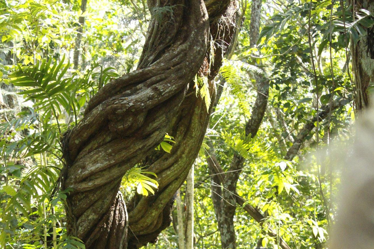 NADI: Wycieczka półdniowa do wioski NalesutaleFiji Marriott Momi Bay