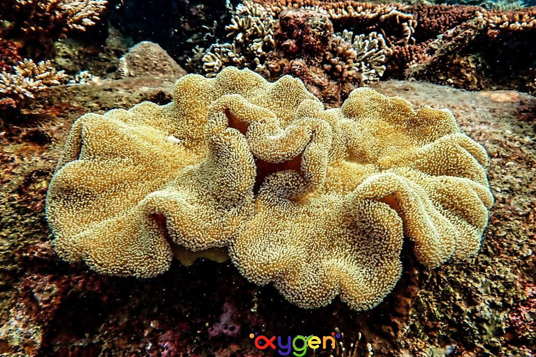 Koh Tao in a Day: Turtles, Hidden Reefs & Nangyuan Viewpoint