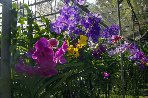 Doi Suthep Tempel, Orchideeën Hoeve &amp; Kleverige Waterval met Lunch