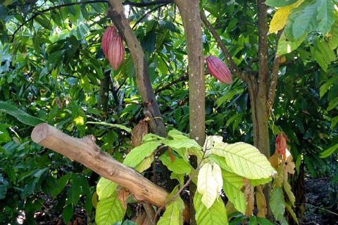 Puerto Plata: City Tour, Plantation, and Chocolate Factory