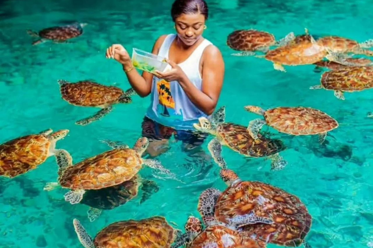 Zanzibar: Jozani forest, Sea tortoises & Mtende beach tour Private tour no Hotel pick and drop off included