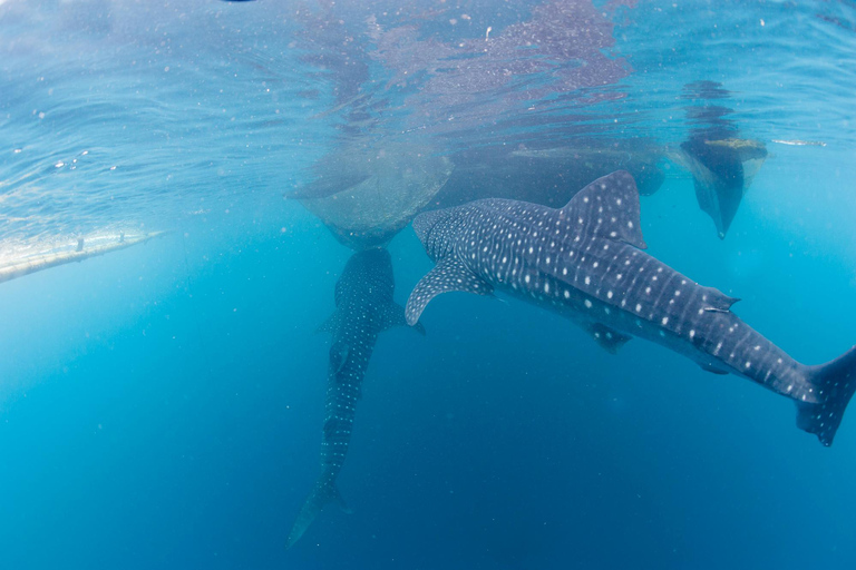 Whale Shark Snorkeling in La Paz, BCS.