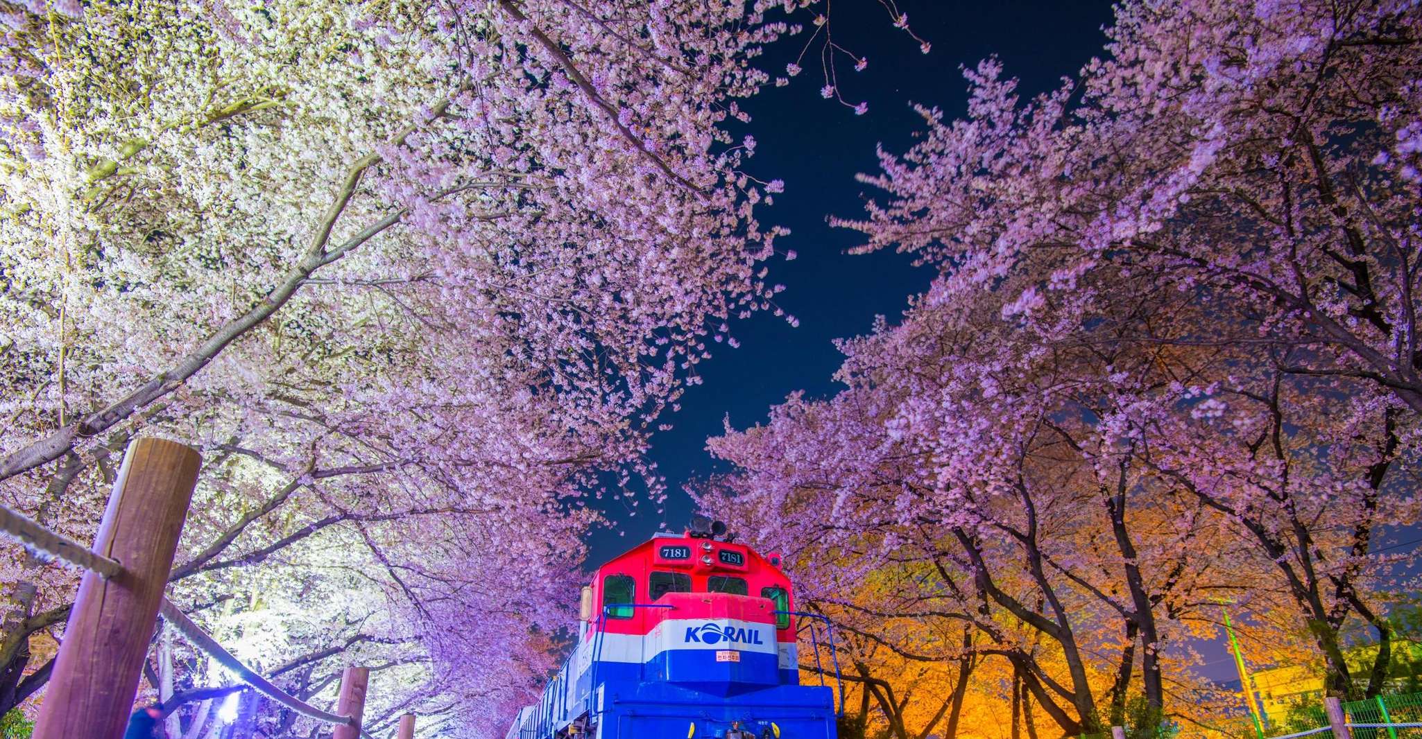 Busan'dan Jinhae Cherry Blossom Gündüz veya Gece Turu - Hizvo