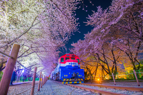 Von Busan: Jinhae Cherry Blossom Festival Tag oder Nacht TourNächtliche Jinhae Tour, Treffen am Busan Bahnhof