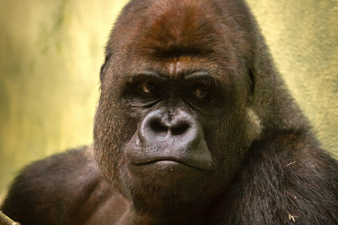 Antwerp ZOO Entry Ticket Antwerp: ZOO Entry Ticket