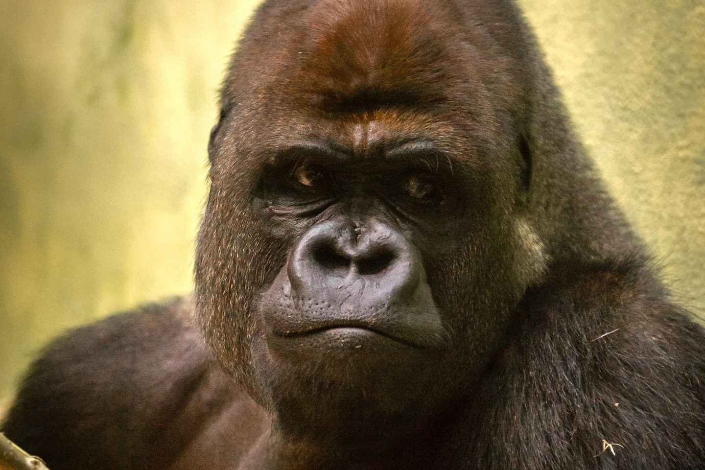 Antwerp: ZOO Entry Ticket