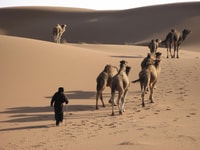 Caminata 8 días desde Marrakech hasta Erg Chegaga Camel trekking - Hizvo